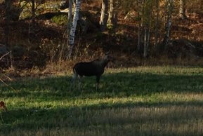 Älg vid Fornbovägen 2013